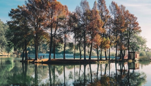 trees surrounded by body of water