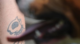 A tattoo of an English bull terrier