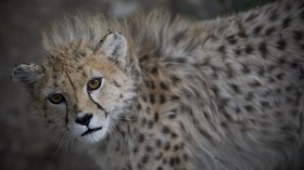 cub and rescued by the Department of Environment, in his enclosure at the Pardisan Zoo in Tehran June 18, 2008. 