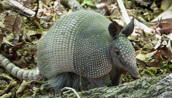 Chicago Sightings of Southern Animal Armadillos Prove Northward Movement, Puzzles Scientists