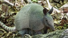 Chicago Sightings of Southern Animal Armadillos Prove Northward Movement, Puzzles Scientists
