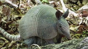 Chicago Sightings of Southern Animal Armadillos Prove Northward Movement, Puzzles Scientists