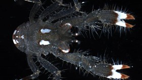 Five New Species of Crustaceans Discovered 