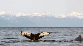 humpback whale