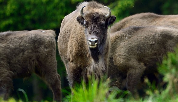 European Bison Project Seeks A Return To The Wild