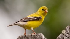 yellow bird