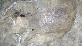 China Restaurant New Special: Sauropod Footprints from 100 Million Years Ago