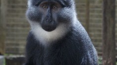  Guenon Cercopithecus preussi (monkey)