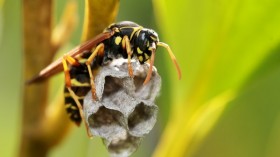 black and yellow bee