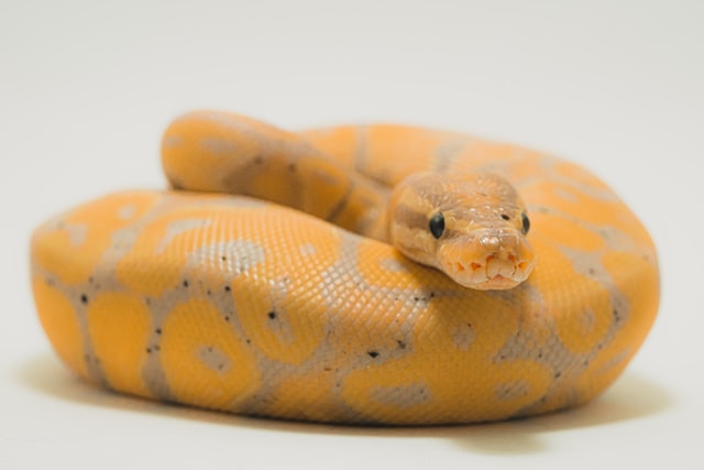 As the number of pets increases in the UK, more cases of exotic snake bites have been reported