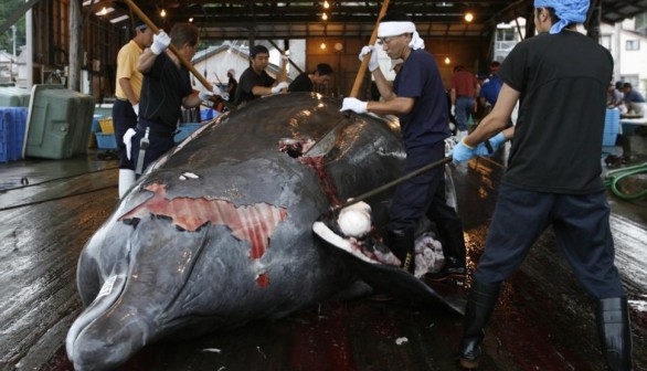 Japanese whaling in Wada