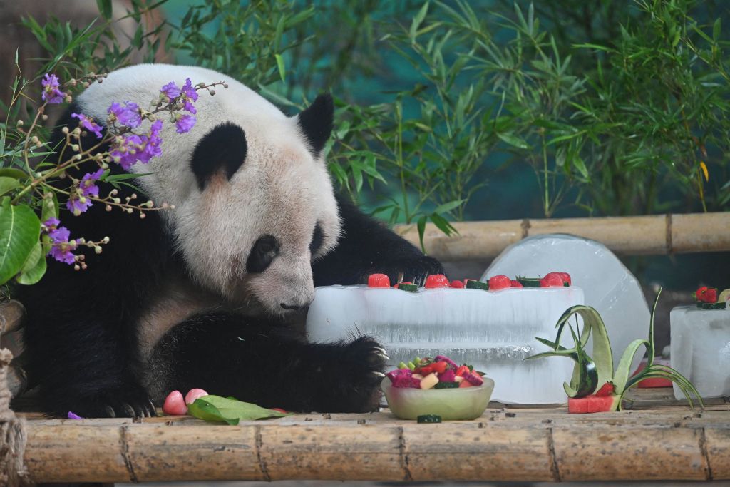 The World’s Oldest Male Giant Panda Dies at 35 in Hong Kong’s Ocean ...