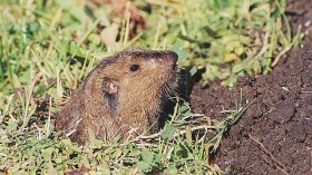 Pocket Gophers Farm to Obtain Food, Energy for Digging Tunnels