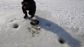 Extreme Winters Affect Fish Habitat: Study