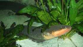 electric eel