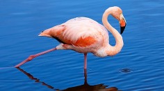 Two Nests Found as Flamingos Return to Galapagos Islands, Experts Confirm