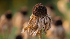 dried flower