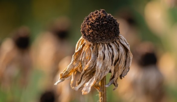 dried flower