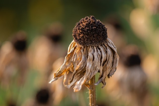 dried flower