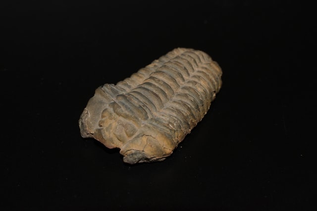 New Trilobites Fossil Revealed a Resemblance to Modern Crustaceans | Nature  World News