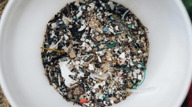 Microplastics Dominate Bodies of Most Fishes in South Africa River