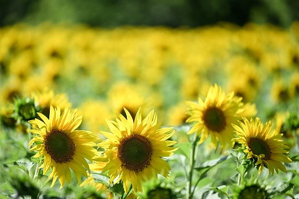 RUSSIA-AGRICULTURE-SUNFLOWER