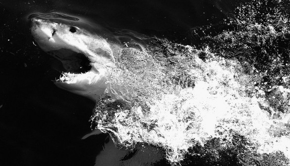 Great White Sharks in South Africa