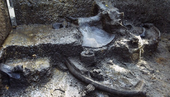 View of the fossile remains of a giant sloth