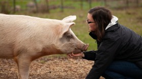 Study on Effects of Music on Behavior of Pigs Underway