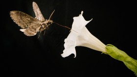 A pollinating moth Manduca sexta,