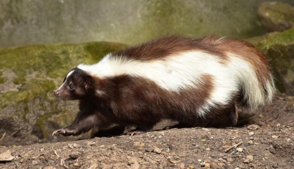 Skunk