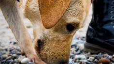 Dog's Nose, Sense of Smell Enhance Dog Vision, Research Reveals