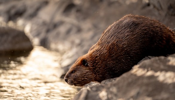 beavers