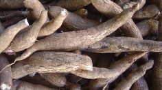 Researchers Find Gene for Breeding Virus-Resistant Cassava - Africa