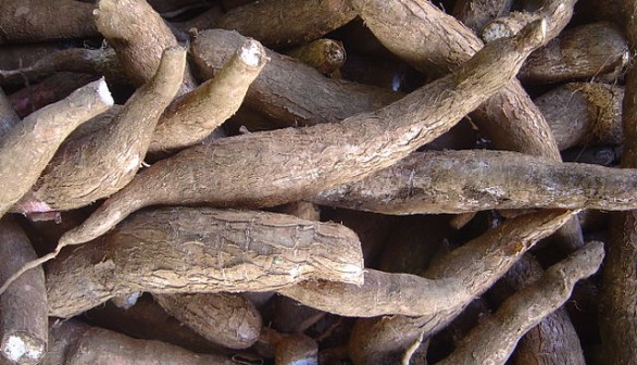 Researchers Find Gene for Breeding Virus-Resistant Cassava - Africa