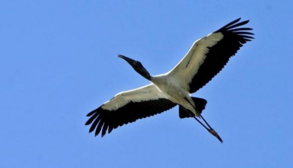 American wood stork