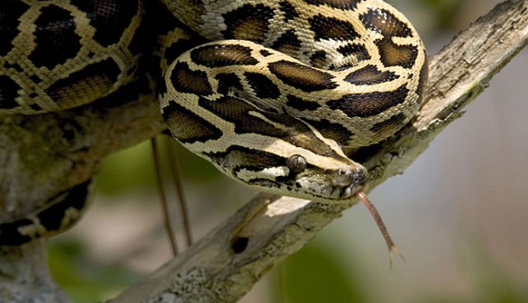 Florida Holds Annual Invasive Snake Hunt to Remove Burmese Python from Local Ecosystem