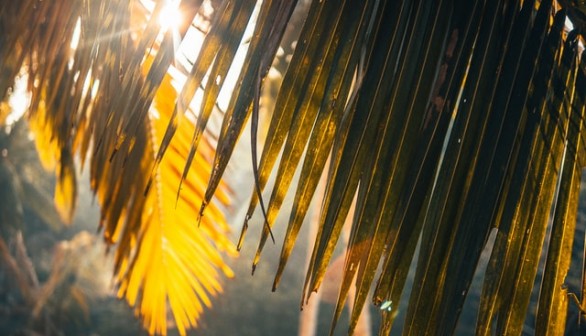 palm trees in summer