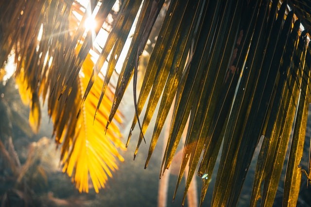 palm trees in summer