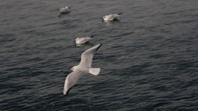 birds flying over sea