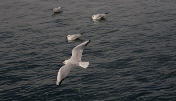 birds flying over sea