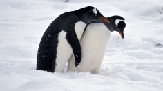 ANTARCTICA-CHILE-BASE-PENGUINS