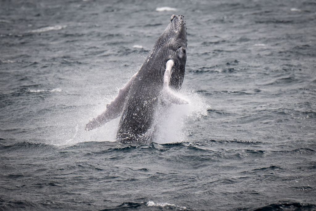 Video: Humpback Whale Caught on Camera Slamming Into Fishermen's Boat