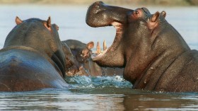 hippos