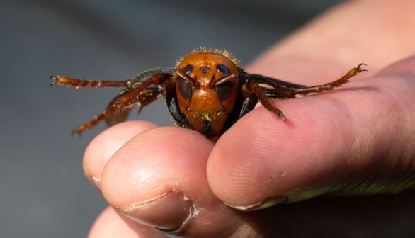 Asian giant hornet