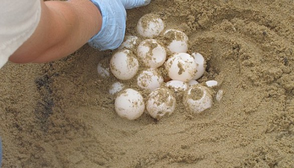 Loggerhead Turtle in Spanish Beach Coast Carries 131 Eggs in a Single Clutch, More to Come for the Next 15 Days
