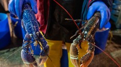 £23 million Government Fund Made Available To British Fishing Industry Affected By Brexit Red Tape