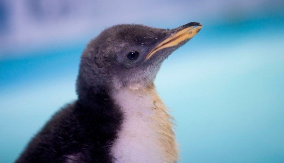 MEXICO-ANIMAL-ZOO-PENGUIN