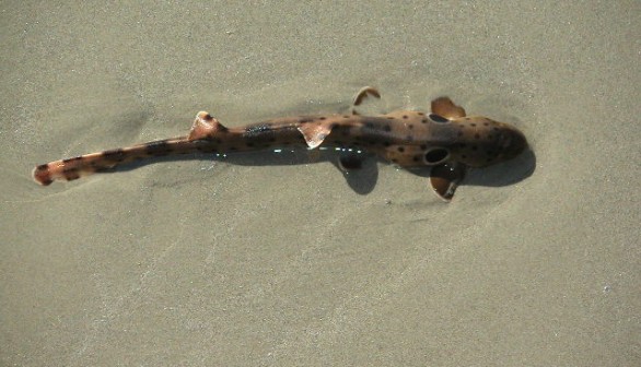 New Discovery: Walking Sharks in Papua New Guinea Evolves Fast, Scientists Say