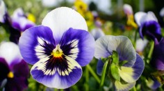 purple pansy